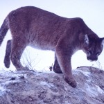 This photo of a mountain lion or cougar is in the public domain.