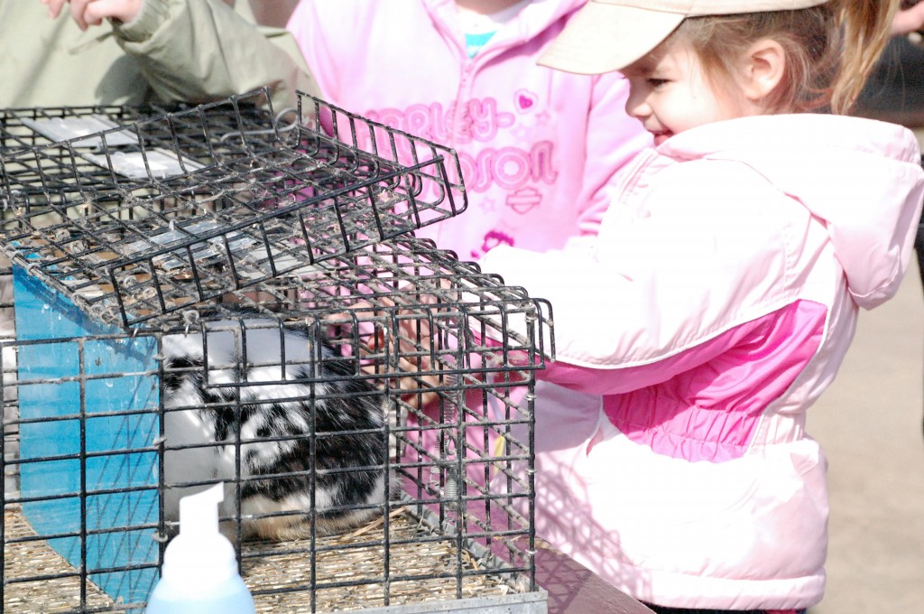 The Wheatland hunt had real rabbits and chicks on hand. Here Casey Shevokas tries to pet one of the bunnies.