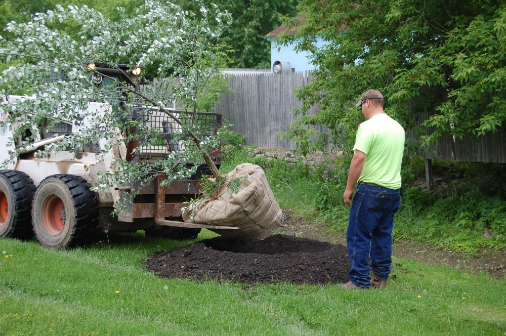 Bristol Public Works Department employees Wes Miner (in Bobcat) and D.C> Schroeder prepare to plant a tree in Veteran's Park friday morning. The town is planting new trees at Hansen and Veteran's parks.