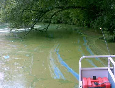 A bloom of blue green algae is sometimes described as looking like pea soup.