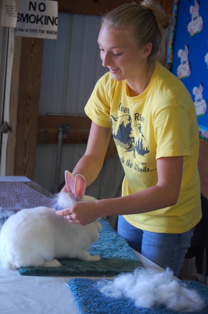 The rabbit show may not be until Friday, but that didn't stop Crystal Dowe from giving her rabbit a good brushing on Thursday. 