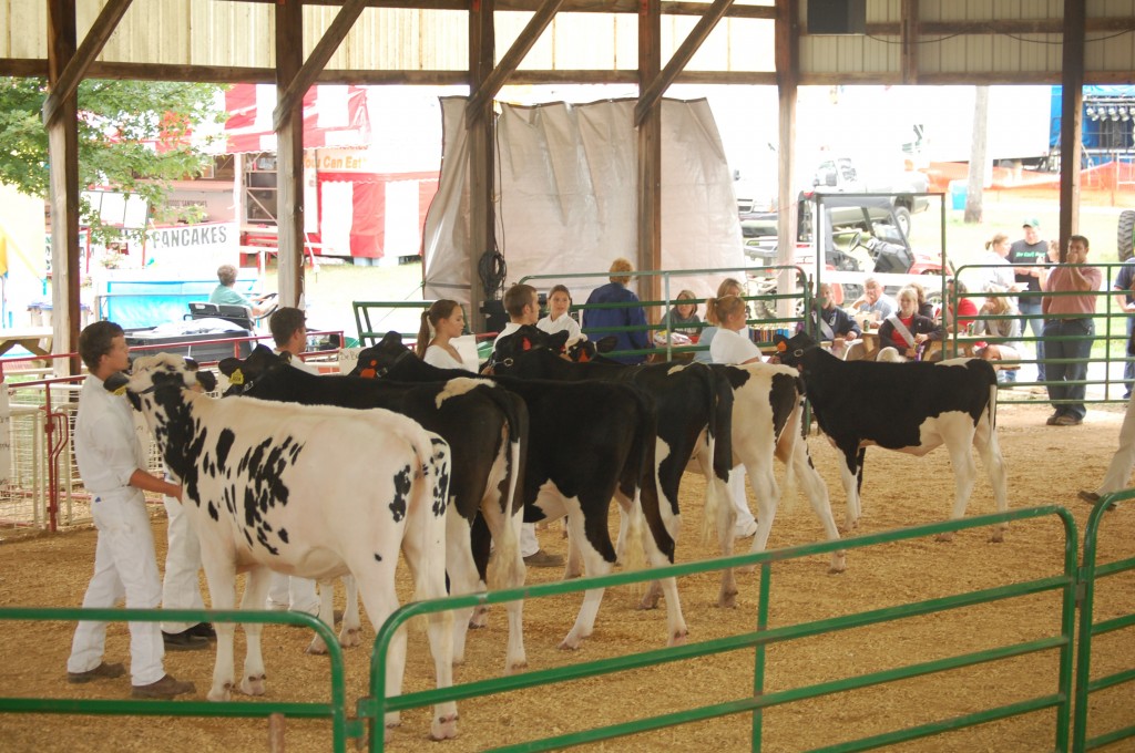 A group of grade Holsteins in the dairy show Friday morning.