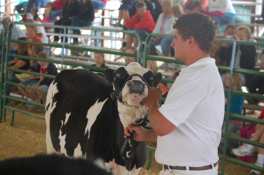 Logan Kaskin leads his dairy cow around the show ring.
