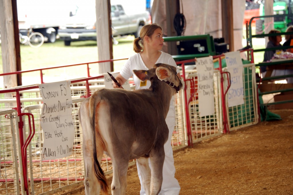 Katelyn Kreye shows her grade brown Swiss calf.
