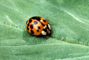 Asian multicolored lady beetle./Photo in public domain