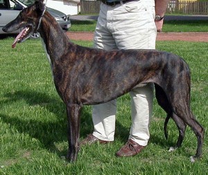 Greyhound-tob-wikicom-pd-web