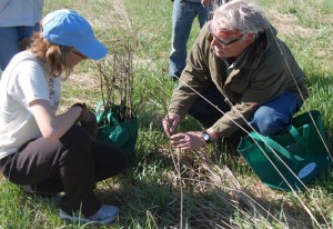 Ron Rasmussen explains to Tomena Scholze how to tell if a previously planted oak seedling is still viable.