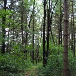 A view of a portion of pine forest with invasive buckthorn and honeysuckle growing. /Submitted photo
