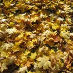 maple-leaves-web