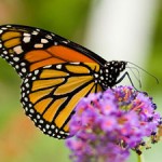 Monarch butterfly. /Photo by Ritchiebits via Wikimedia Commons, Public Domain