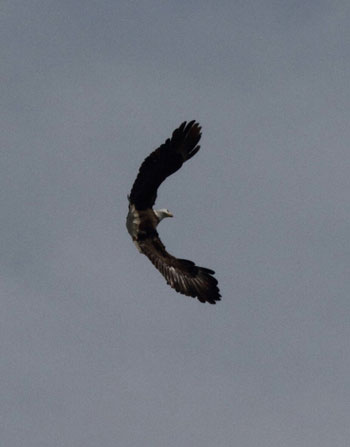 /West Jacobs photo