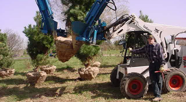 trees-with-bobcat