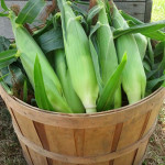 Some of Meyer Family Farms fresh picked sweet  corn.