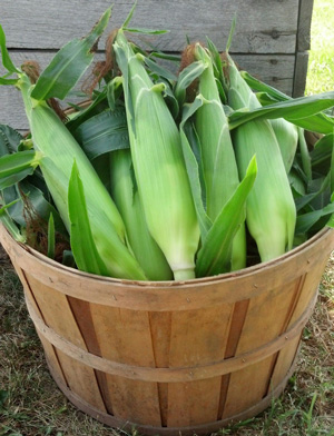 Some of Meyer Family Farms fresh picked sweet  corn.