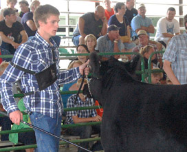 Dan Spoerlein and one of the steers he exhibited at the 2013 Kenosha County Fair.