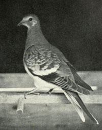 Passenger pigeon/Public domain photo