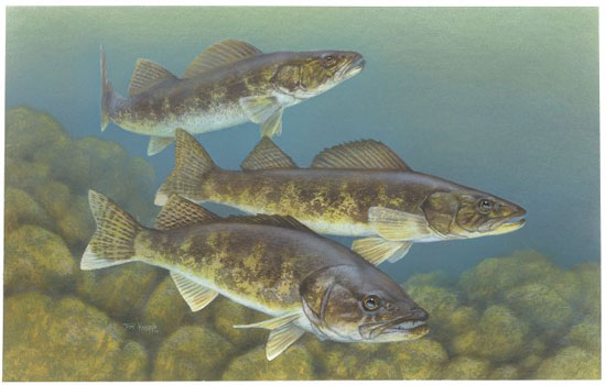 US Fish and Wildlife Service artwork by Timothy Knepp /public domain