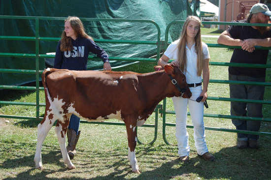 2014-fair-dairy-show-10