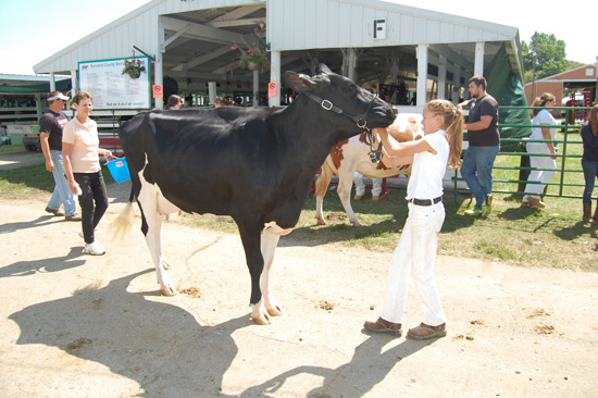 2014-fair-dairy-show-11