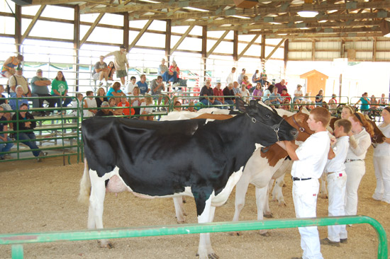 2014-fair-dairy-show-12