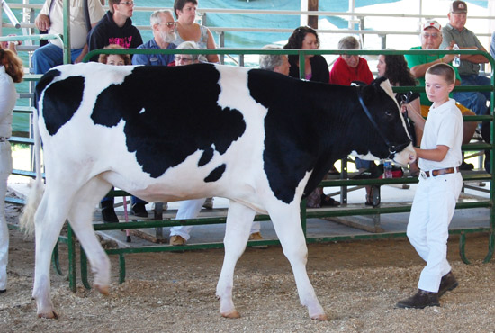 2014-fair-dairy-show-3