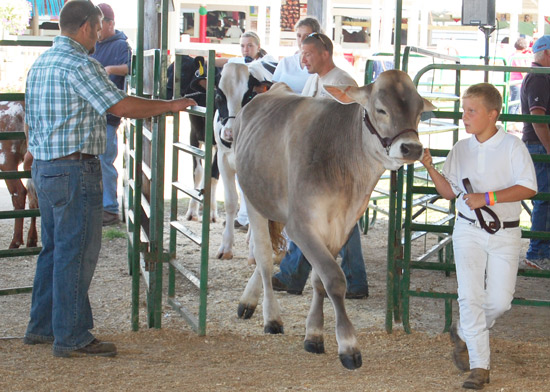 2014-fair-dairy-show-5