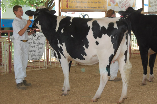 2014-fair-dairy-show-6
