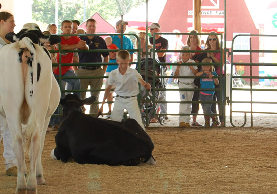 2014-fair-dairy-show-8