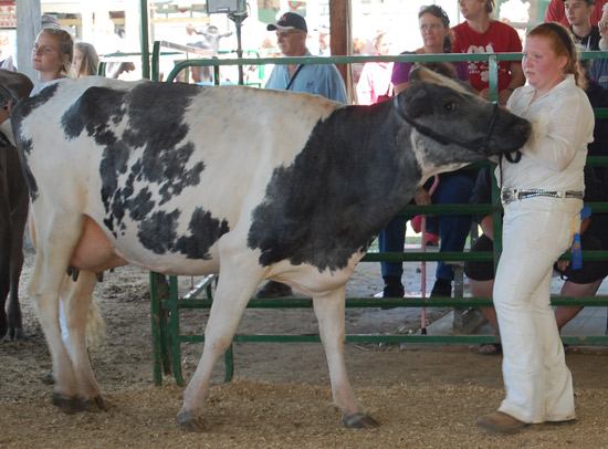 Cassidy Dabbs and her reserve supreme champion overall dairy cow.