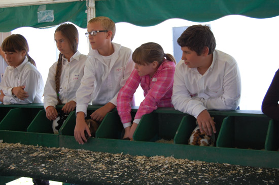 2014-fair-rabbit-show-1