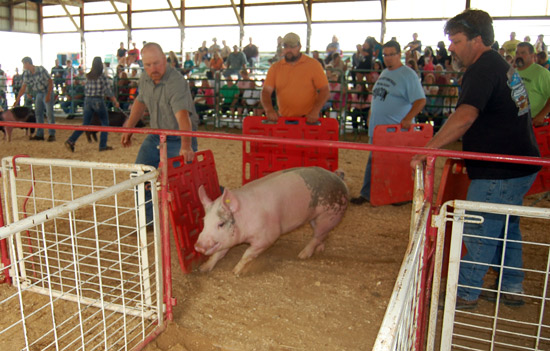 2014-swine-5