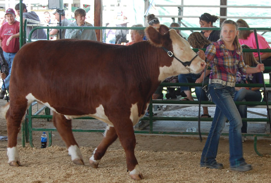 beef-show-fair-2014-14