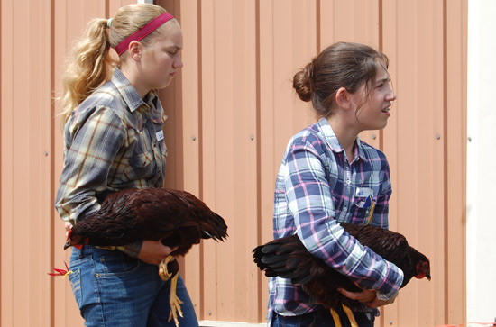 poultry-show-fair-2014-9