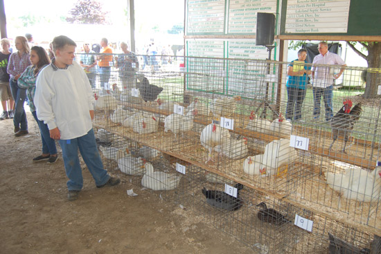 small-animal-auction-10