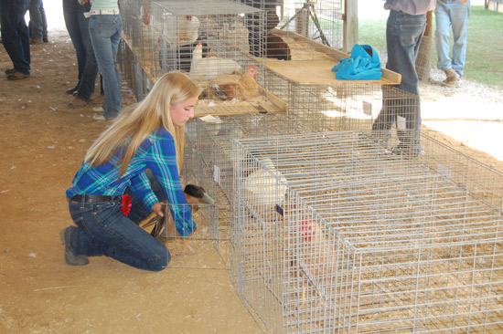 small-animal-auction-8