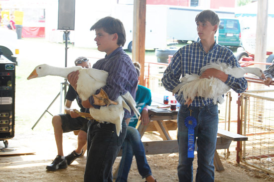 small-animal-auction-9