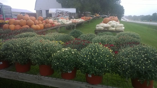 meyer-fall-decor-2014-2