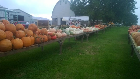 meyer-fall-decor-2014-3