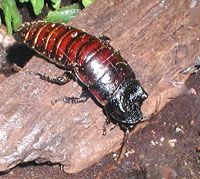 Madagascan Hissing Cockroach at Bristol Zoo, Bristol, England. Taken by Adrian Pingstone in August 2003 and placed in the public domain.