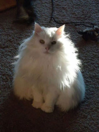 missing-pets-white-cat-3-22-2015