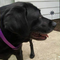 missing-pet-salem-oaks-dog-4-10-2015