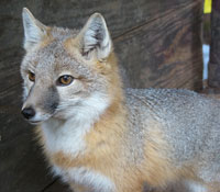 /"Vulpes velox" by Kilarin Licensed under CC BY 2.0 via Wikimedia Commons.