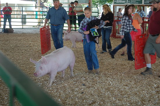 2015 fair swine show 10_opt