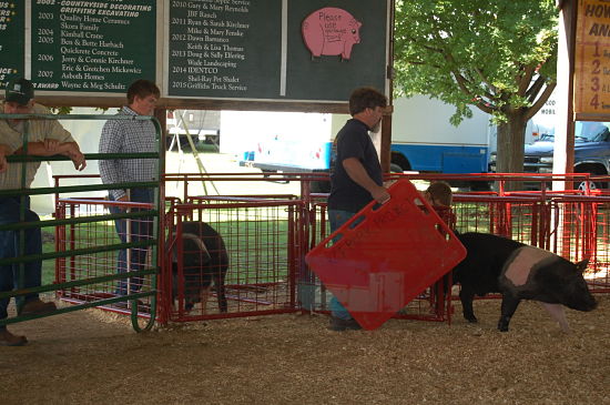 2015 fair swine show 14_opt