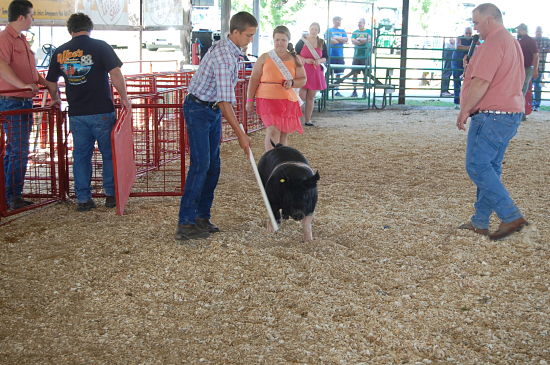 2015 fair swine show 15_opt
