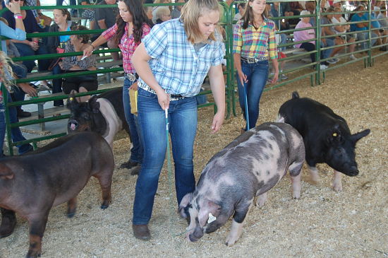 2015 fair swine show 3_opt