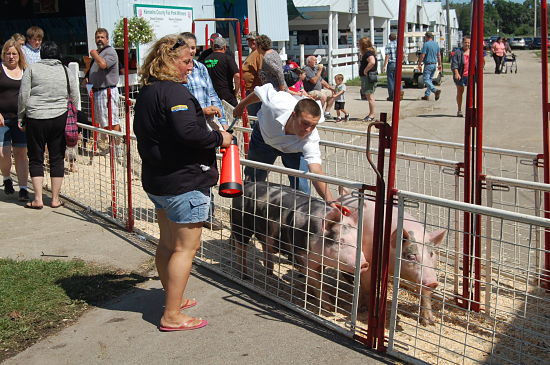 2015 fair swine show 4_opt