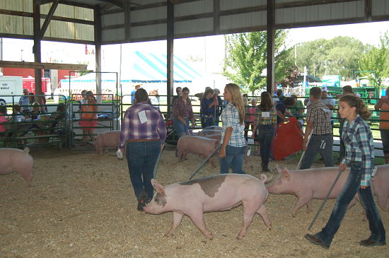 2015 fair swine show 7_opt (1)