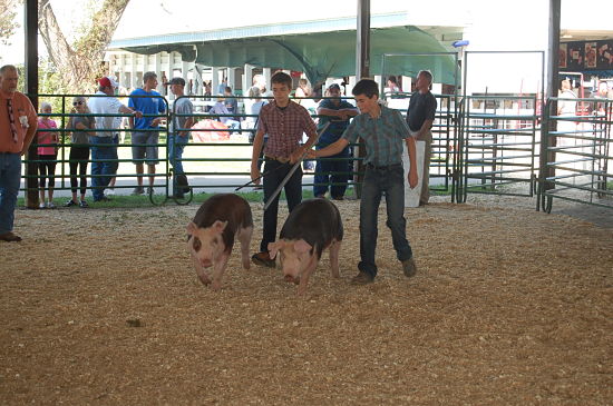 2015 fair swine show 8_opt
