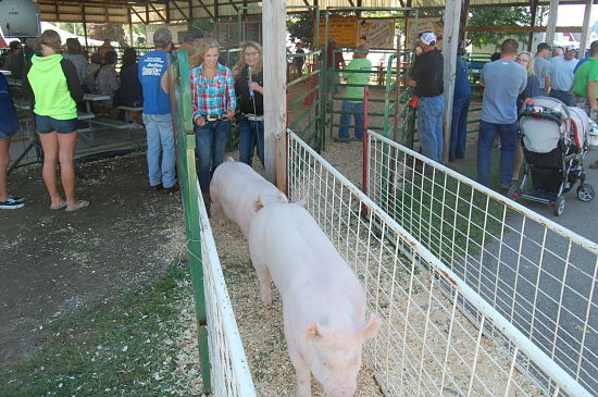2015 fair swine show 9_opt